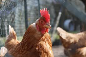 Pin On Why We Give Animals A Voice