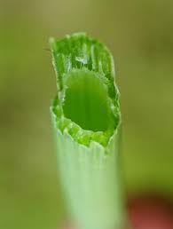 Image result for Equisetum ramosissimum