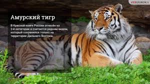 Krasnaya Kniga Rossii Youtube