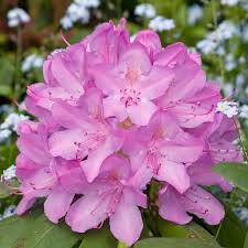 Roseum Pink Rhododendron Small Gardens Garden Center
