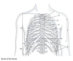 Skull Labeling Worksheet Image Search Results Worksheets Free Worksheets Anatomy