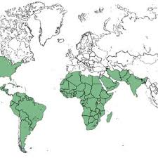 Image result for Tragia grandistipularis