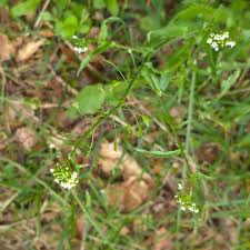 Image result for Capsella