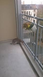 Balkon Katzensicher Ohne Bohren Leipzig Katze Balkon Balkon Katzensicher Katzen