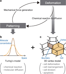 My goal is to make music that touches people and shows the hope that is christ. Combining Turing And 3d Vertex Models Reproduces Autonomous Multicellular Morphogenesis With Undulation Tubulation And Branching Scientific Reports