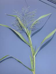 Image result for Panicum gilvum