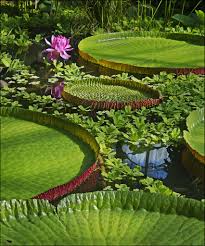 Royal Botanic Garden Edinburgh Gardens Of The World Botanic Gardens Edinburgh Botanical Gardens