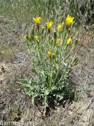 Image result for Crepis