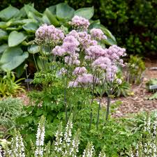 Image result for Thalictrum
