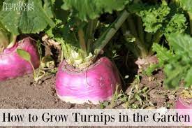A practical guide to food in the garden and market. How To Grow Turnips In Your Garden Tips From Seed To Harvest