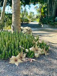 Image result for Ceropegia filipendula