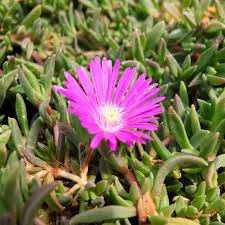 Image result for Delosperma mahonii