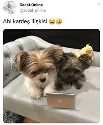 Follow4follow Like4like Takip Takipci Followme Fur Babies Instagram Animals
