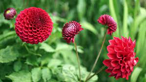 Making pom poms is super easy kids and adults will love it. Red Pompom Dahlia Flowers Some Stock Footage Video 100 Royalty Free 18115597 Shutterstock