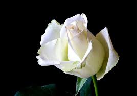 Frasi parla come un madrelingua il frasario di bab.la contiene frasi in italiano per ogni occasione e la loro traduzione in 28 lingue. Frasi Di Condoglianze In Inglese Le 25 Migliori Con Traduzione Frasi Mania