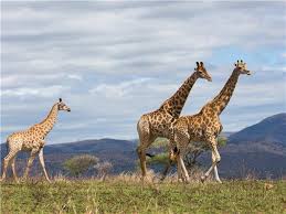 Both the countries are well connected with the international flights. Serengeti Trail Kenya Tanzania Safari Responsible Travel