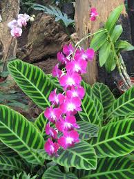 Resultado de imagen para orquidea
