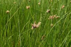 Image result for Schoenoplectus sp.no.3