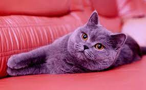 icinizi isitacak kedi videolari en tatli ve minnos kediler galerisi cat gif cats cute surprises