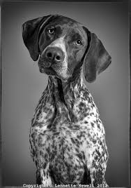 Black And White German Shorthaired Pointer Puppy Black And White Portrait Of German Shorthaired Pointer German Shorthaired Pointer German Shorthaired Pointer Black Black And White Dog