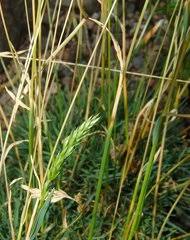 Image result for Pseudobromus engleri