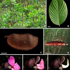 Image result for Macropsychanthus