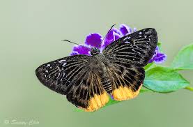 Image result for Trichoneura