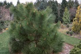 Image result for Pinus
