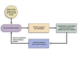 Feedback Loops Anatomy And Physiology I