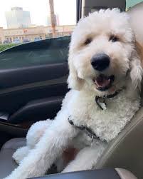 UPDATE: SAFE✓ Siggy is a 2 year old...