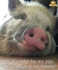 In My Case Pig Pig Memes Cute Pigs Baby Pigs