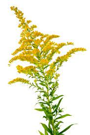 Fun Flower Facts Goldenrod Solidago Plantae