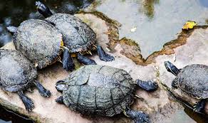 Maybe you would like to learn more about one of these? 8 Mitos Memelihara Kura Kura Yang Harus Kamu Ketahui Pintarpet