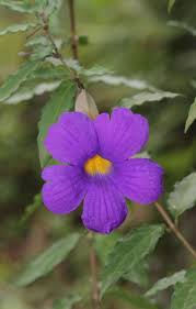 Image result for Thunbergia erecta