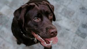 Labrador Cinsi Kopekler Ve Genel Ozellikleri Petburada Com