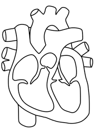 Heart anatomy focuses on the structure and function of the heart. Pin By Servicios Bibliotecarios On Cosmetologia Heart Coloring Pages Heart Diagram Free Coloring Pages