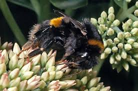 Image result for Bombus terrestris