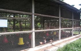 Perancangan Ekonomi Kini Sudut Perusahaan Tani