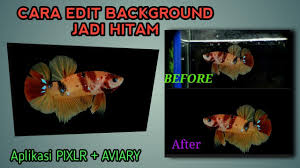 Sanke taisho atau biasa disebut sanke merupakan salah satu jenis ikan koi yang memiliki warna dasar putih yang dikombinasikan dengan pola warna merah dan hitam. Cara Edit Background Hitam Untuk Foto Ikan Cupang Foto Ini Menggunakan Phonsel Dan Lens Close Up Youtube