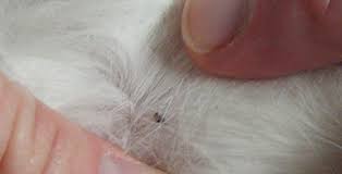 Baltimore Pet Shoppe» Blog Archive » How To Deal With Fleas