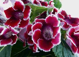 Growing houseplants that are safe for pets. Houseplants Safe For Cats And Dogs
