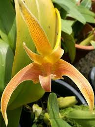 Image result for Bulbophyllum unifoliatum