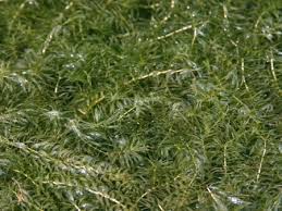 Image result for Hydrolea brevistyla