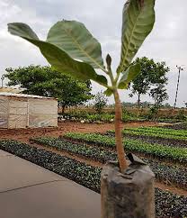 Image result for Phragmanthera cornetii