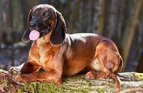 Image result for bavorský barvář