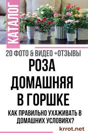 мошки в комнатных цветах как избавиться в домашних условиях Roza Domashnyaya Opisanie Posadka Uhod Rozy Sad V Gorshke Komnatnoe Sadovodstvo