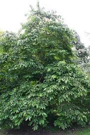 Image result for Diospyros truncatifolia