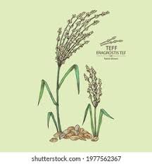 Image result for Eragrostis tef