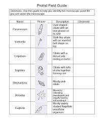 Draw a picture of what. The Beginner S Guide To Microscopic Life In A Pond Blog She Wrote