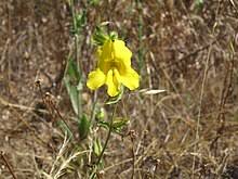 Image result for Mimulus gracilis